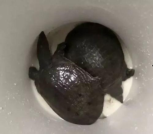 鳖版acr最新爆料,揭秘游戏内幕与未来动向  第1张